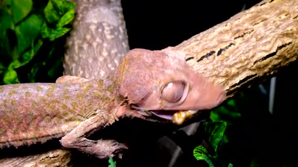 Henkel Leaf Tailed Gecko Uroplatus Henkeli Ještěrka Kamuflážní Barvou Větvi — Stock video