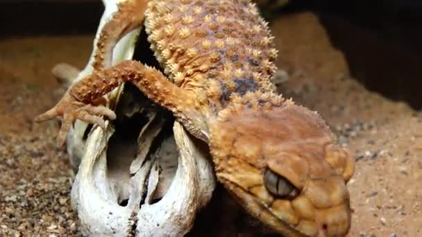 Gekon Nephrurus Amyae Brązowa Jaszczurka Kolorze Kamuflażu Piasku — Wideo stockowe