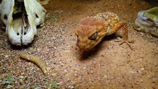 荒めのツマミ尾のヤモリ 砂の上にカモフラージュ色の茶色のトカゲ — ストック動画