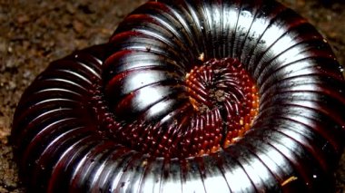 Dev Afrika kırkayağı (Archispirostreptus gigas), en büyük kırkayaklardan biridir.