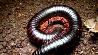Dev Afrika kırkayağı (Archispirostreptus gigas), en büyük kırkayaklardan biridir.