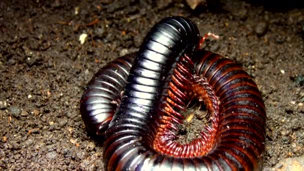 Giant African Millipede Archispirostreptus Gigas One Largest Millipedes — Stock Video