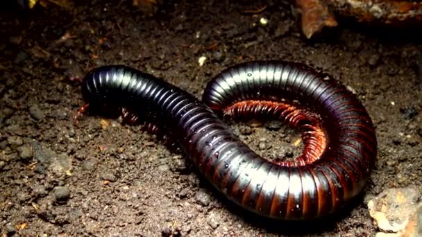 Giant African Millipede Archispirostreptus Gigas One Largest Millipedes — Stock Video