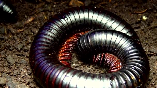 Giant African Millipede Archispirostreptus Gigas One Largest Millipedes — Stock Video