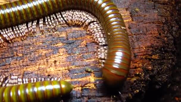 Giant African Millipede Archispirostreptus Gigas One Largest Millipedes — Stock Video