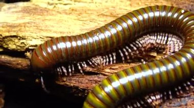 Yeşil algler (Enteromorpha intestinalis) ve diğerleri Karadeniz 'deki Tiligul Estuary' de kıyıya yakın bir kaya yüzeyindeki yosunlar.