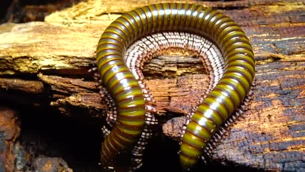 Groene Algen Enteromorpha Intestinalis Andere Algen Een Ondiepe Rots Bij — Stockvideo