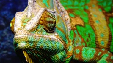 Bukalemun, koni-kafa (Chamaeleo calyptratus) gözlerini bir ağaç dalında otururken farklı yönlere çevirir.