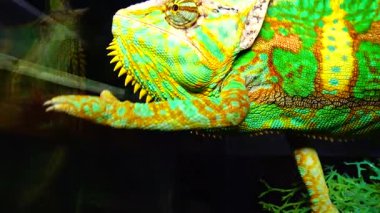 Bukalemun, koni-kafa (Chamaeleo calyptratus) gözlerini bir ağaç dalında otururken farklı yönlere çevirir.