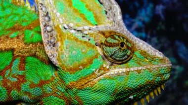 Bukalemun, koni-kafa (Chamaeleo calyptratus) gözlerini bir ağaç dalında otururken farklı yönlere çevirir.