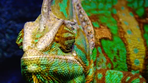 Chameleon Kuželovitý Chamaeleo Calyptratus Obrací Oči Sloup Sedí Větvi Stromu — Stock video