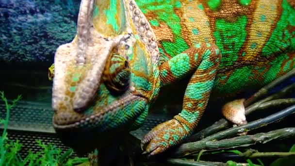 Chameleon Cone Head Chamaeleo Calyptratus Rolls His Eyes Different Directions — Stock Video