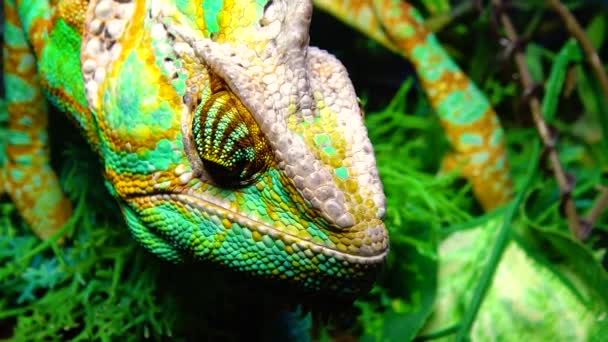 Chameleon Kuželovitý Chamaeleo Calyptratus Obrací Oči Sloup Sedí Větvi Stromu — Stock video
