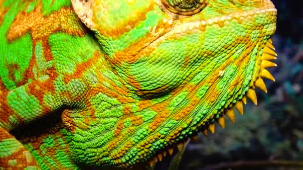 Kameleon Kegelkop Chamaeleo Calyptratus Rolt Zijn Ogen Verschillende Richtingen Zittend — Stockvideo