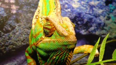Bukalemun, koni-kafa (Chamaeleo calyptratus) gözlerini bir ağaç dalında otururken farklı yönlere çevirir.