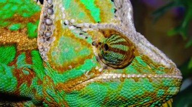 Bukalemun, koni-kafa (Chamaeleo calyptratus) gözlerini bir ağaç dalında otururken farklı yönlere çevirir.