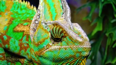 Bukalemun, koni-kafa (Chamaeleo calyptratus) gözlerini bir ağaç dalında otururken farklı yönlere çevirir.