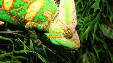 Bukalemun, koni-kafa (Chamaeleo calyptratus) gözlerini bir ağaç dalında otururken farklı yönlere çevirir.