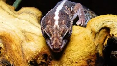 Afrikalı Koca Kuyruklu Gecko (Hemitheconyx caudicinctus), bir kertenkele ağaç dalında oturur