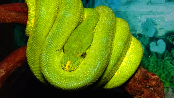 Morelia Viridis Vulgarmente Conhecida Como Árvore Verde Python — Vídeo de Stock