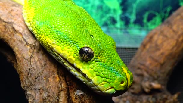 Morelia Viridis Vulgarmente Conhecida Como Árvore Verde Python — Vídeo de Stock