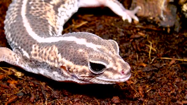 아프리카흰 도마뱀붙이 Hemitheconyx Caudicinctus 나뭇가지에 도마뱀붙이 — 비디오
