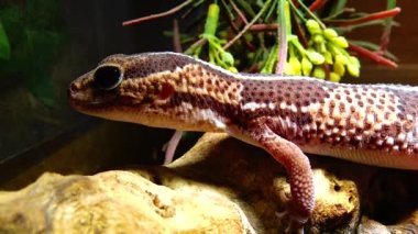 Afrikalı Koca Kuyruklu Gecko (Hemitheconyx caudicinctus), bir kertenkele ağaç dalında oturur