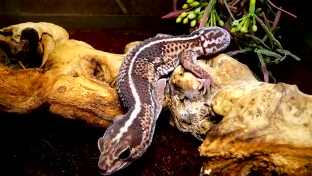 African Fat Tail Gecko Hemitheconyx Caudicinctus Seekor Tokek Duduk Cabang — Stok Video