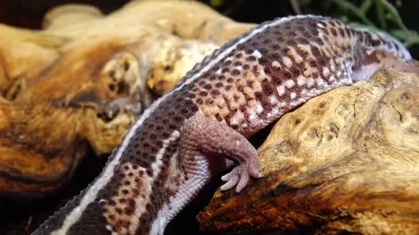 Gecko Cola Gorda Africano Hemitheconyx Caudicinctus Gecko Sienta Una Rama — Vídeos de Stock
