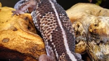Afrikalı Koca Kuyruklu Gecko (Hemitheconyx caudicinctus), bir kertenkele ağaç dalında oturur