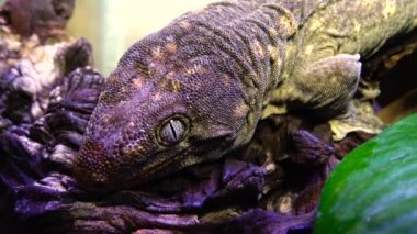 Afrikalı Koca Kuyruklu Gecko (Hemitheconyx caudicinctus), bir kertenkele ağaç dalında oturur