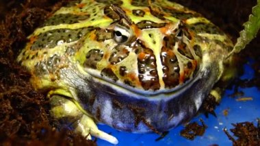 Cranwell 'in boynuzlu kurbağası (Ceratophrys cranwelli) teraryumda