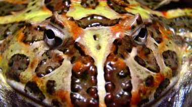 Cranwell 'in boynuzlu kurbağası (Ceratophrys cranwelli) teraryumda