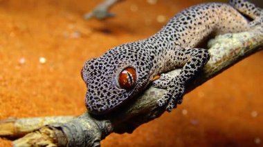 Altın kuyruklu kertenkele (Strophurus taenicauda), ağaç dalında oturan kertenkele