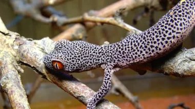 Altın kuyruklu kertenkele (Strophurus taenicauda), ağaç dalında oturan kertenkele