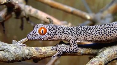 Altın kuyruklu kertenkele (Strophurus taenicauda), ağaç dalında oturan kertenkele