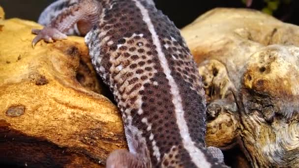 アフリカンファットテールGecko Hemitheconyx Caudicinctus Geckoは木の枝に座っています — ストック動画