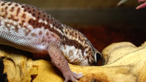 African Fat Tailed Gecko Hemitheconyx Caudicinctus Een Gekko Zit Aan — Stockvideo