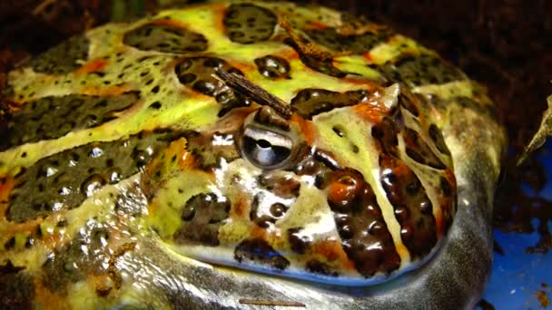 Katak Tanduk Cranwell Ceratophrys Cranwelli Terrarium — Stok Video