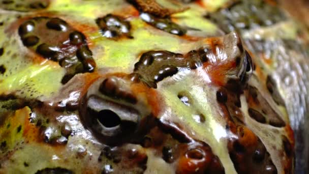 Cranwells Gehoornde Kikker Ceratophrys Cranwelli Terrarium — Stockvideo