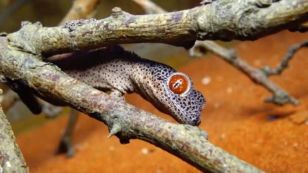 Gecko Cauda Dourada Strophurus Taenicauda Lagarto Sentado Galho Árvore — Vídeo de Stock