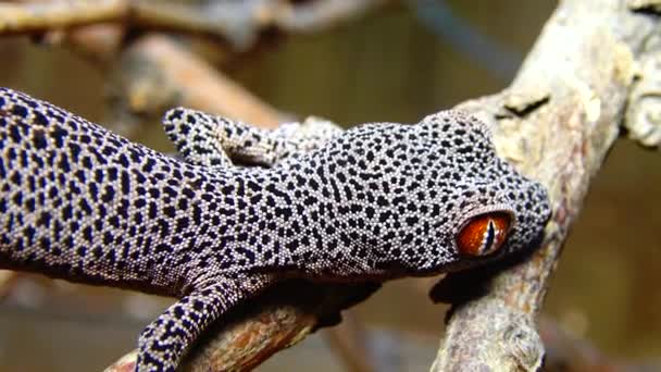 Gecko Cauda Dourada Strophurus Taenicauda Lagarto Sentado Galho Árvore — Vídeo de Stock