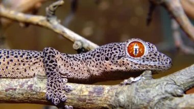 Altın kuyruklu kertenkele (Strophurus taenicauda), ağaç dalında oturan kertenkele