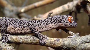 Altın kuyruklu kertenkele (Strophurus taenicauda), ağaç dalında oturan kertenkele