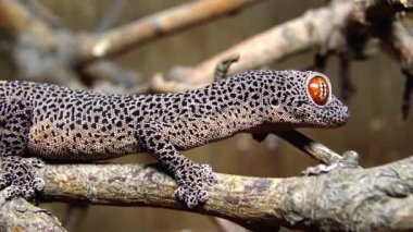 Altın kuyruklu kertenkele (Strophurus taenicauda), ağaç dalında oturan kertenkele