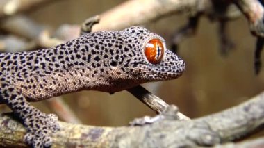 Altın kuyruklu kertenkele (Strophurus taenicauda), ağaç dalında oturan kertenkele