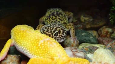Afrikalı yağ kuyruklu kertenkele (Hemitheconyx caudicinctus). 