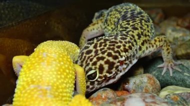 Afrikalı yağ kuyruklu kertenkele (Hemitheconyx caudicinctus). 