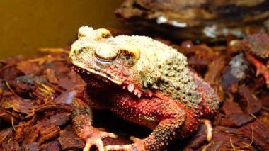 Teraryumdaki kemikli kurbağa (Bufo galeatus)