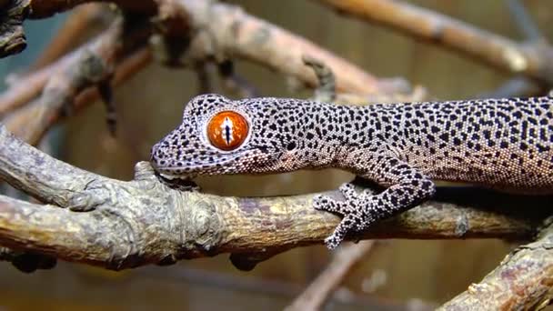 Golden Tailed Gecko Strophurus Taenicauda Lizard Sitting Tree Branch — Stock Video